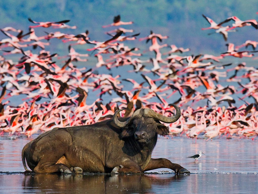 Lake Nakuru — flamingos on the Rift Valley lake